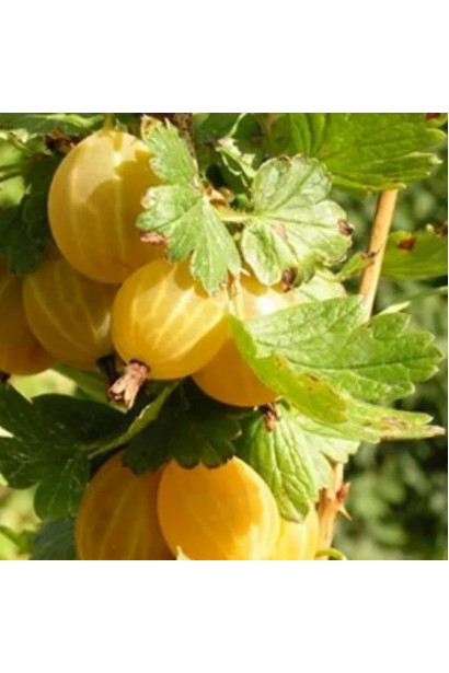 Ribes uva-crispa Zolotystyj